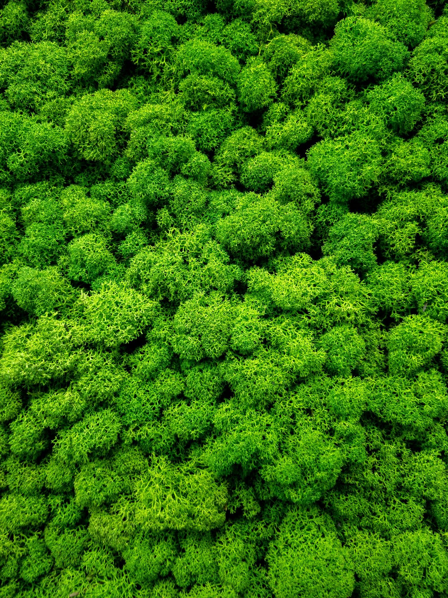 green leaf tree during daytime